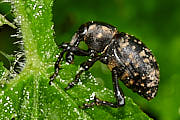 Grosser Pestwurzrüssler (Liparus glabrirostris)