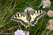 Der Schwalbenschwanz - ein beeindruckender Schmetterling