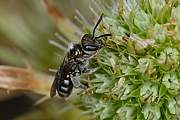 Diese Wildbiene ist so klein wie eine Ameise und sammelt Nektar am Feld-Mannstreu.