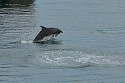 Ein Delfin springt zum Abschied...