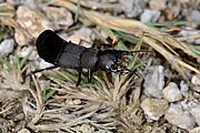 Der 'Schwarze Moderkäfer' droht seinen Feinden, als wäre er ein Skorpion.