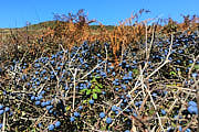 Der Schlehdorn sorgt für blaue Farbtupfer in der Landschaft.