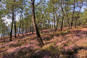 Der Waldboden ist durch das blühende Heidekraut ganz rosa gefärbt.