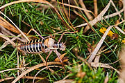 Das Männchen einer Steppen-Sattelschrecke