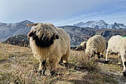 Die wohl schönsten Schafe der Welt: die Walliser Schwarznasenschafe :-)