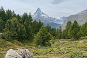 Von Sunnegga führt der Weg dann durch lichte Lärchenwälder nach Zermatt.